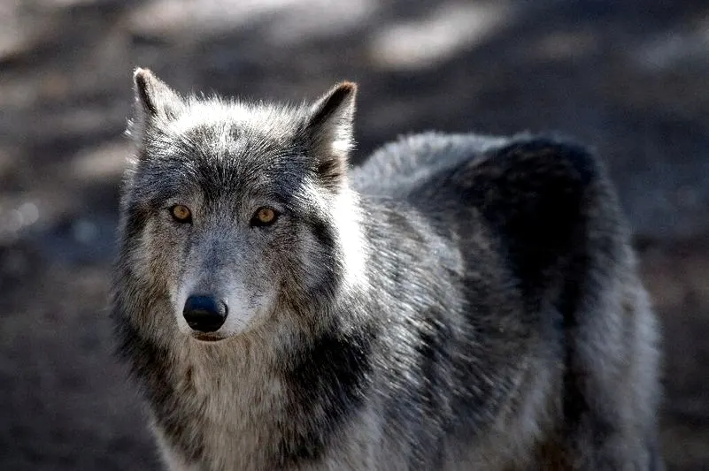 Как и собаки, волки узнают знакомые человеческие голоса